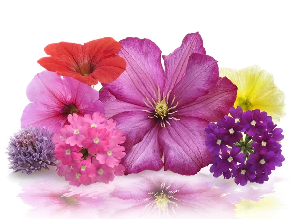 Čerstvé květiny — Stock fotografie