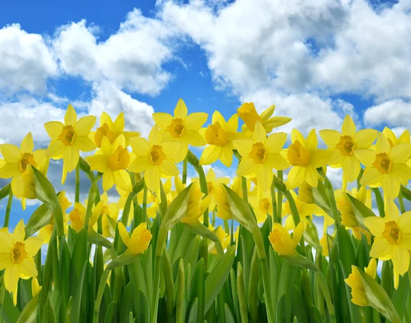 Sárga nárciszvirágok — Stock Fotó