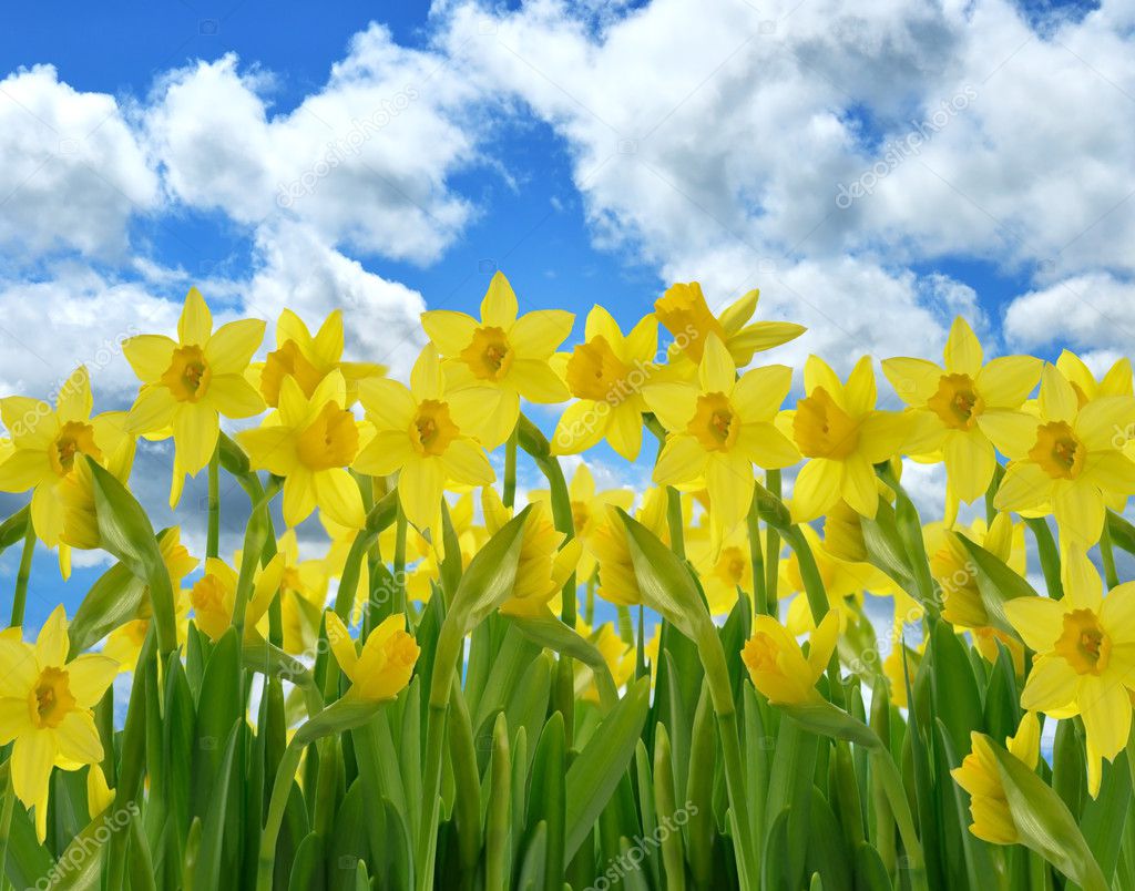 gul påsklilja blommor — Stockfotografi © svetas #8086074