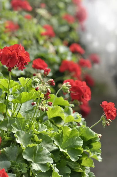 Fiori di geranio giardino rosso — Foto Stock