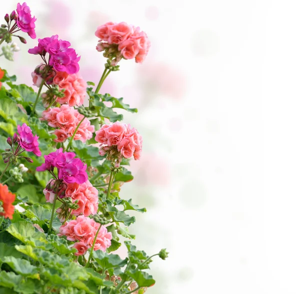 Цветы герань — стоковое фото
