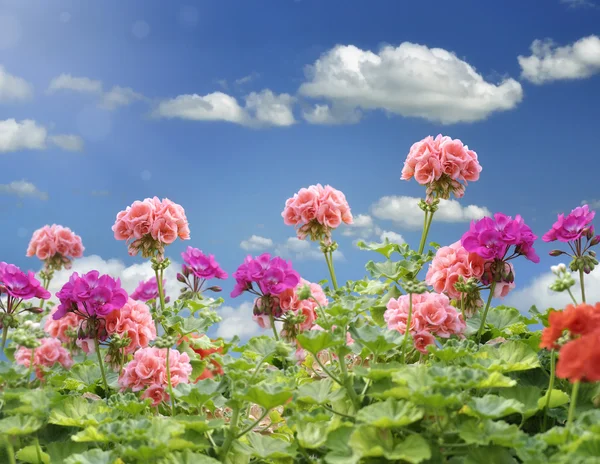 Geranium Flowers — Stock Photo, Image
