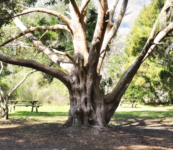 stock image Old Tree