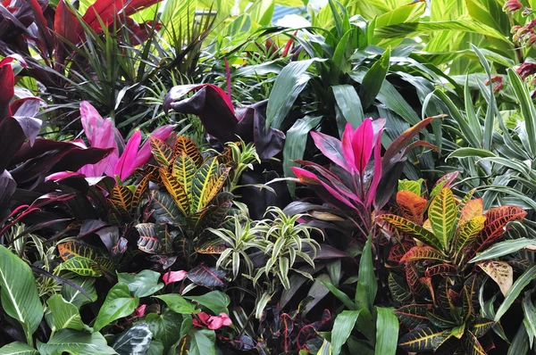 Tropische Pflanzen — Stockfoto