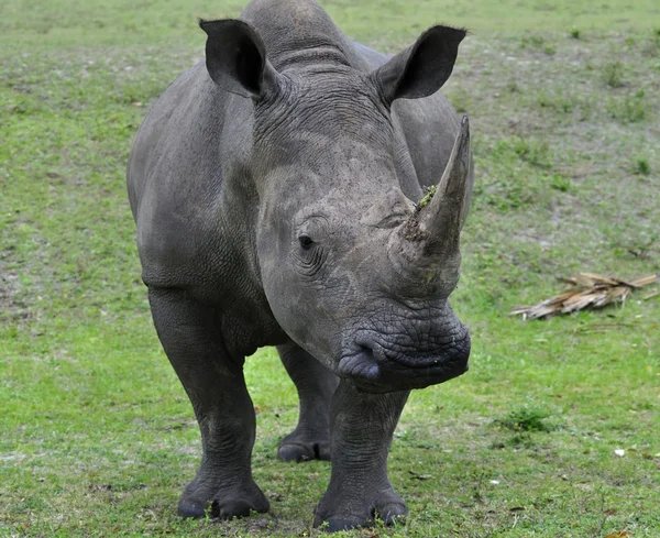 White Rhinoceros — Stock Photo, Image