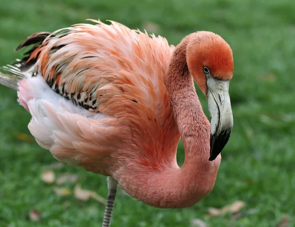 Rosafarbener Flamingo — Stockfoto