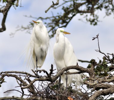 Great Egrets clipart