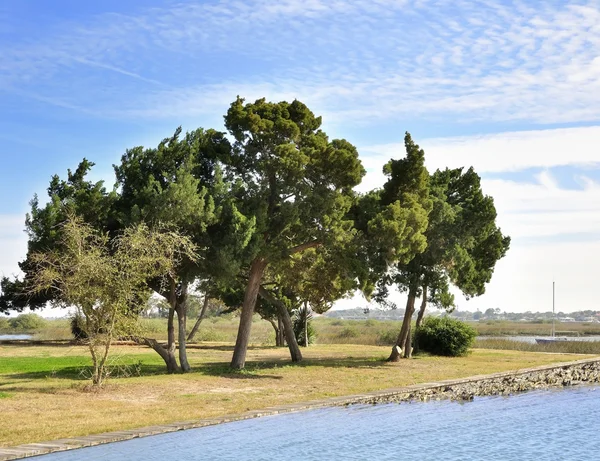 Trees By The Lake — Stock Photo, Image