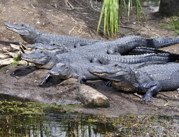 Alligators — Stock Photo, Image