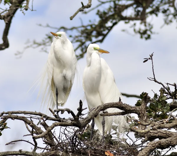 Great Egrets — Stock Photo, Image