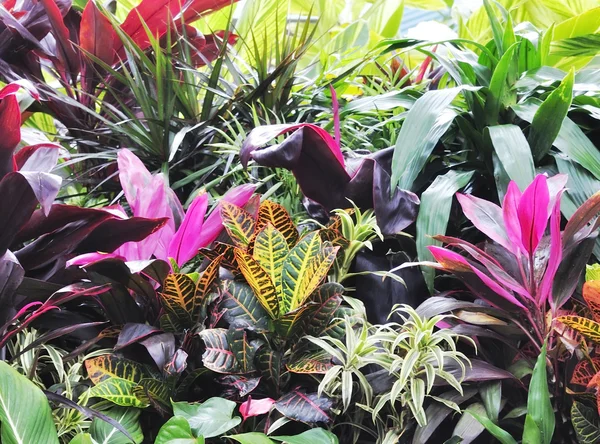 Tropiska växter — Stockfoto