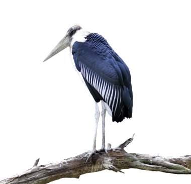 Marabou Stork clipart