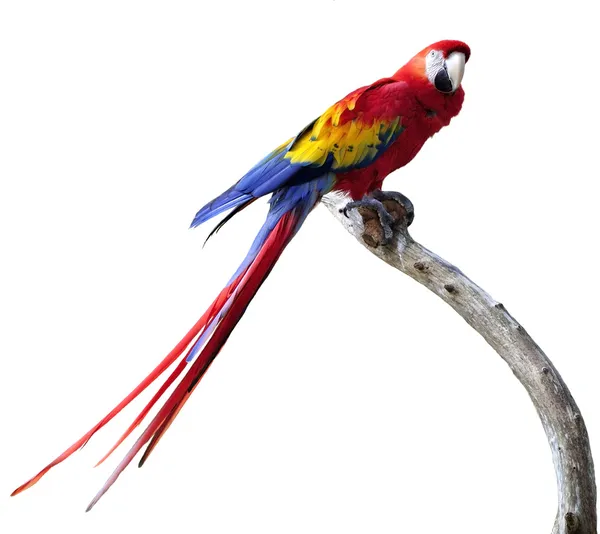 Папуга — стокове фото