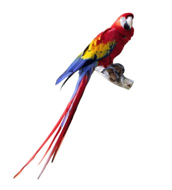 Parrot clipart