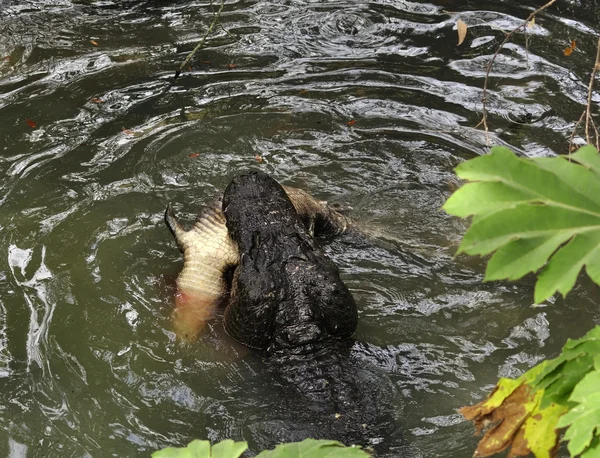 Polowania aligatora — Zdjęcie stockowe