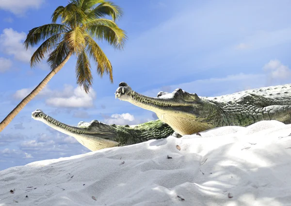 stock image Indian Gharial Crocodiles