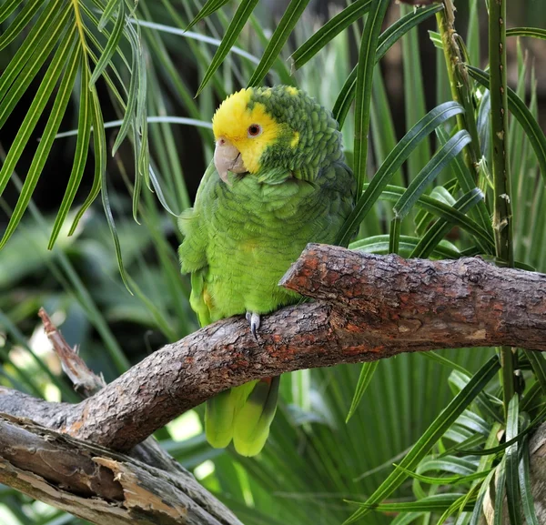 Zielona papuga — Zdjęcie stockowe