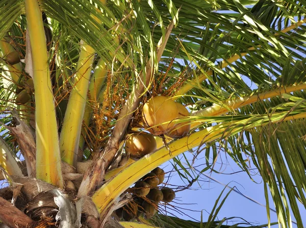Kokosnöt träd — Stockfoto