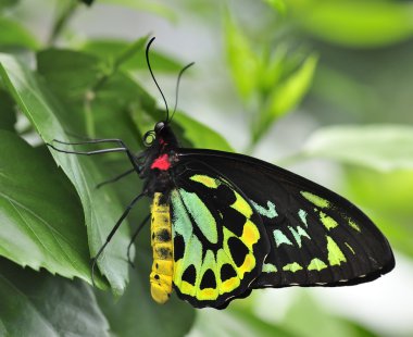 richmond birdwing