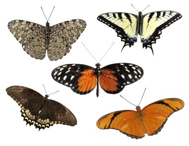 Tropical Butterflies clipart