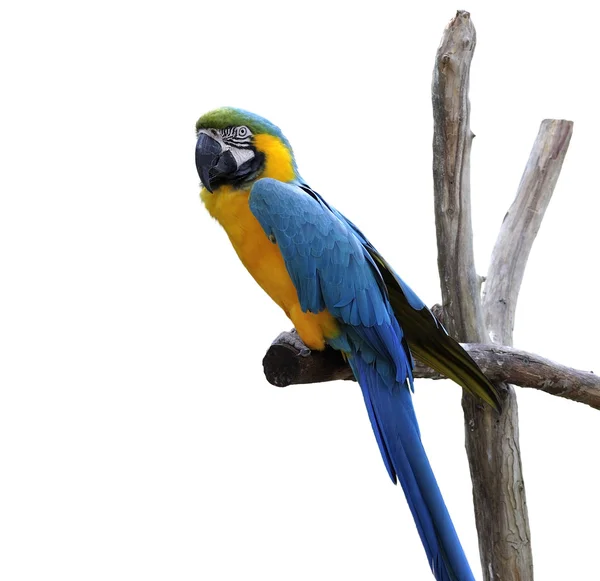 Macaw papegoja isolerad på vit — Stockfoto
