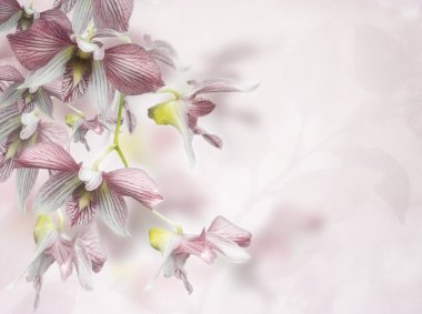 Orchid Flowers Background clipart