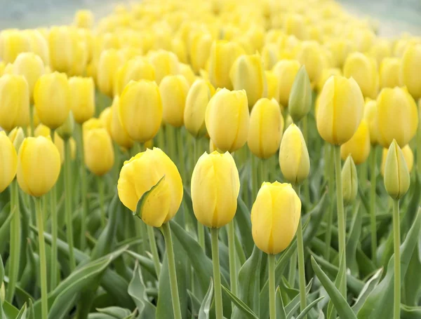 Sárga tulipán mező — Stock Fotó