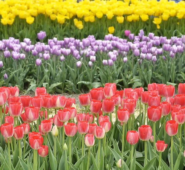Színes tulipán mező — Stock Fotó
