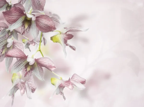 Orchid Flowers Background — Stock Photo, Image