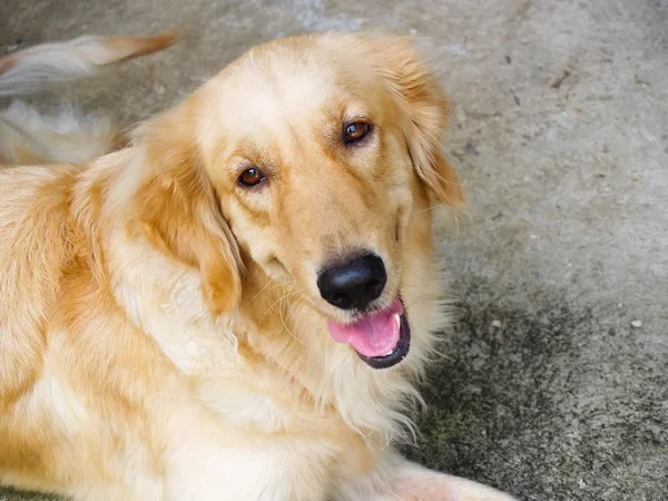 Χαρούμενο σκυλί γκόλντεν ριτρίβερ — Φωτογραφία Αρχείου