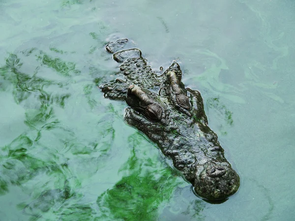Krokodil im grünen See — Stockfoto
