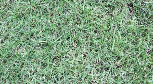 Green grass background — Stock Photo, Image