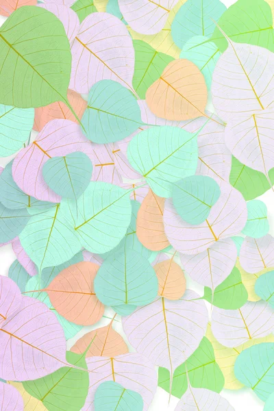Fundo de folha colorido — Fotografia de Stock