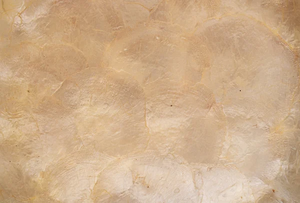 Concha abstrato textura fundo — Fotografia de Stock