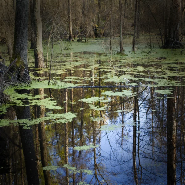 Leśne bagno — Zdjęcie stockowe