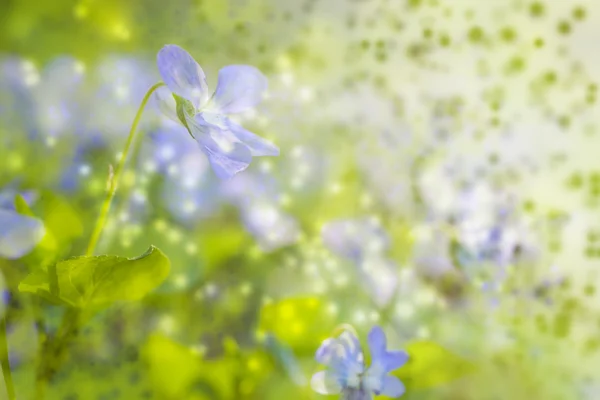 Fundal floral — Fotografie, imagine de stoc