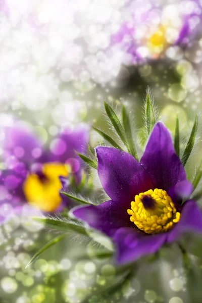 Pasque-λουλούδι — Φωτογραφία Αρχείου