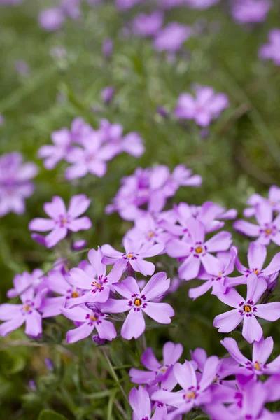 stock image Pink phlox