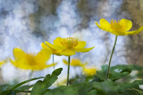 Gele anemoon — Stockfoto