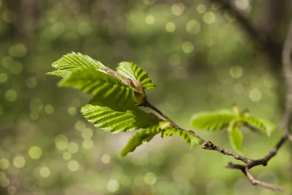 stock image Young branch