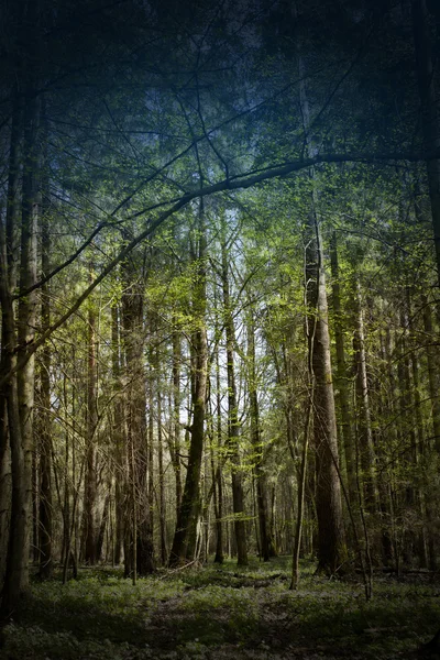 Karanlık Orman — Stok fotoğraf