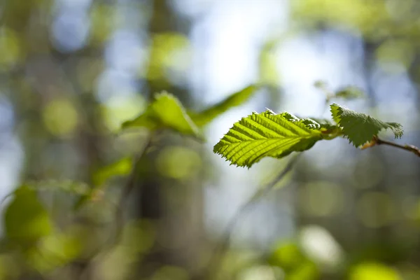 stock image Young branch