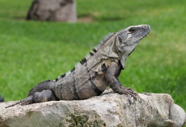 üzerinde ölü mercan yaslanmış siyah iguana