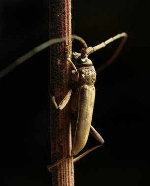 Longhorn beetle against black background clipart