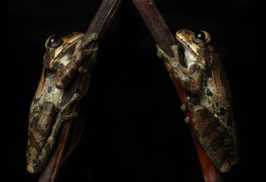 Common tree frog on black background clipart