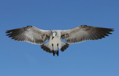 Seagull flying on blue sky clipart