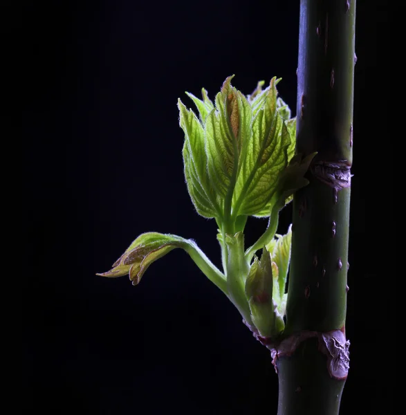 Primavera foglie germoglianti verdi su sfondo nero — Foto Stock