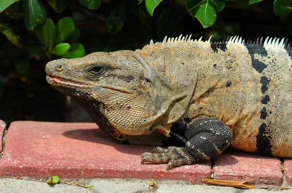 Mexikanska iguana närbild — Stockfoto