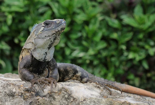 Black iguana leaning on a dead coral — Stock Photo, Image