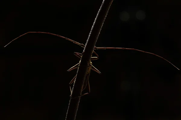 Longhorn scarabée sur fond noir — Photo